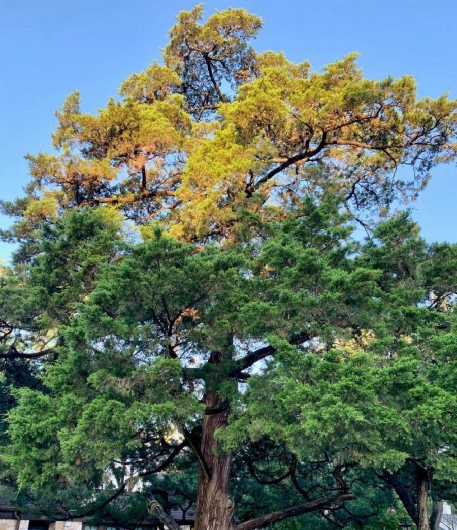 Onset Tree Seasons of My Young Onset Parkinson's - PD WISE